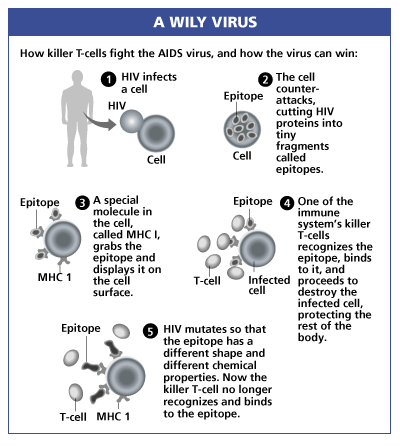 [graphic of t-cells and AIDS virus - copyright WSJ 2002]