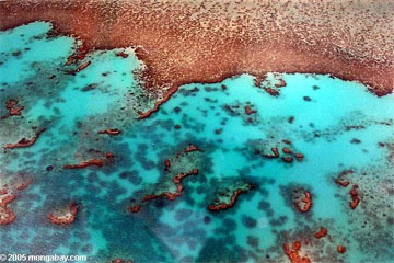 Great Barrier Reef in Australia - Ocean acidification is of great concern due to its potential impact on marine life. Coral and other marine organisms use free carbonate ions in sea water to build calcium carbonate shells and exoskeletons, but as atmospheric carbon dioxide levels rise and more carbon dioxide is absorbed by the world's oceans, sea waters become increasingly acidic by stripping out carbonate ions. Lower carbonate ion concentrations make it more difficult for organisms to form shells, leaving them vulnerable to predators and environmental conditions. 