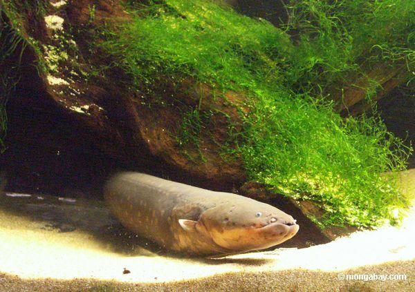 Pictures Of Electric Eel - Free Electric Eel pictures 