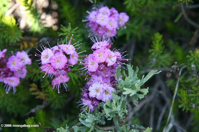 Pink Flowers in the Sierras