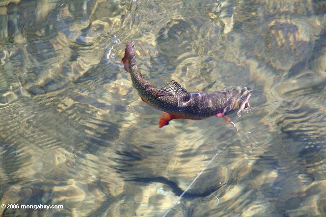 Hooked brook trout in West lake
