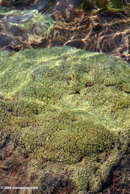 Algae or aquatic plants growing underwater in a Sierra Lake