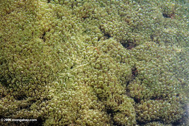 Underwater plants or macroalgae