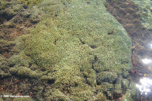 Underwater plants or algae