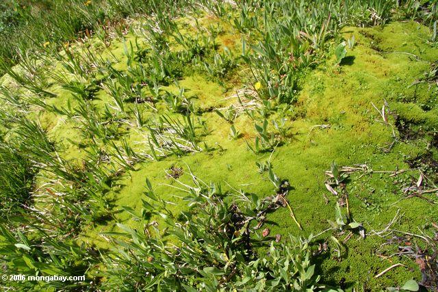 Bright green moss