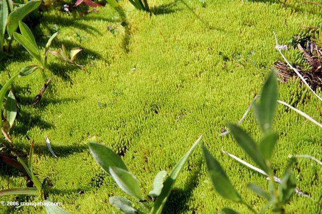 Bright green moss