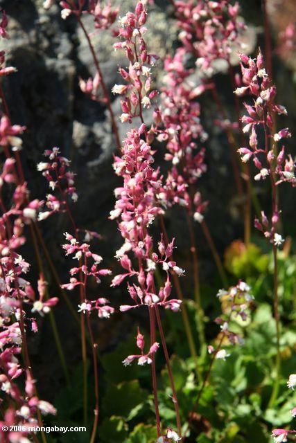 Pink flower blossoms in the Sierras