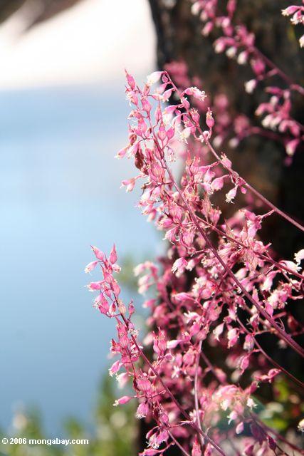 Pink flower blossoms