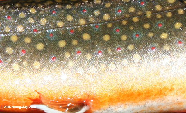 The colorful pattern of a Brook trout