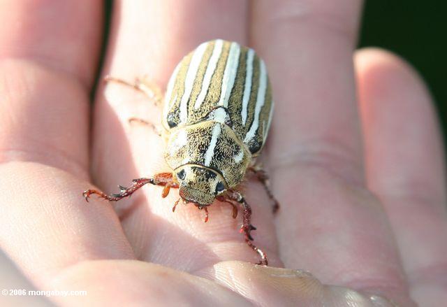 Yellow, white, and brown striped beetle