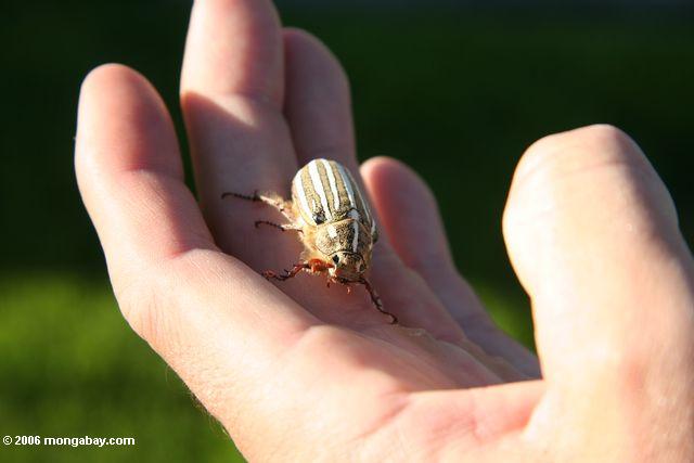 Yellow, white, and brown striped beetle