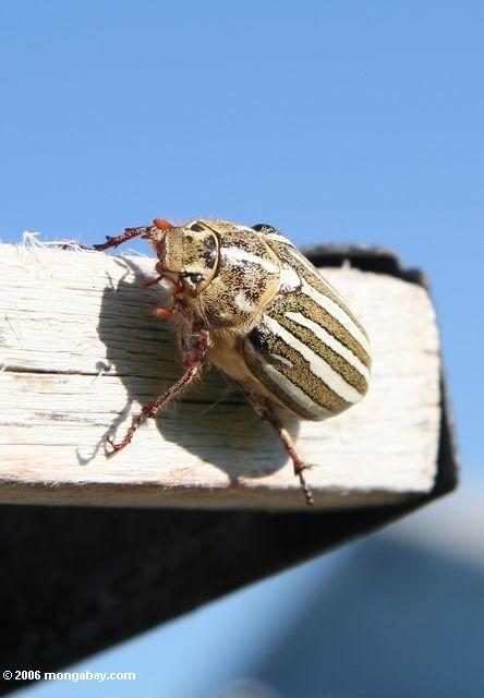 Yellow, white, and brown striped beetle in Bridgeport