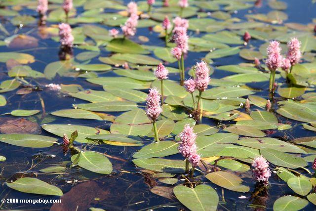 Pink flowers on lily pads in Bridgeport reservior