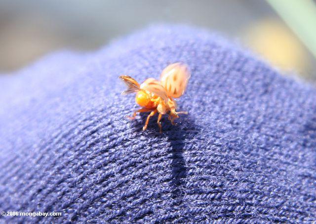 Small orange beetle in the Bridgeport reservior