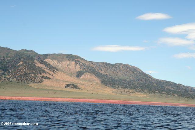 Bridgeport reservior, thousands of lily flowers make the horizon pink in color