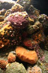 Coloful tide pool life; including orange cup coral (Balanophyllia elegans) and sponges