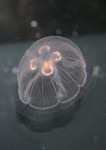 Moon jellyfish (Aurelia labiata)