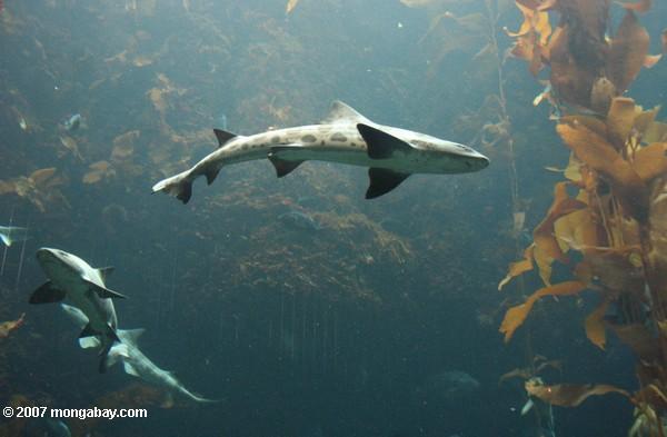 барс акула в аквариуме Monterey Bay