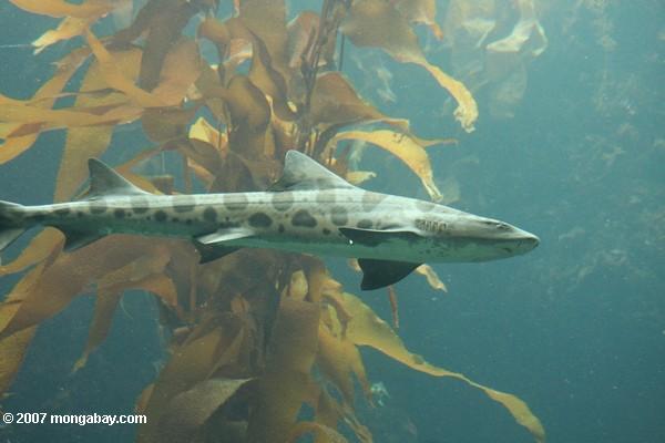 акул леопард (triakis semifasciata)