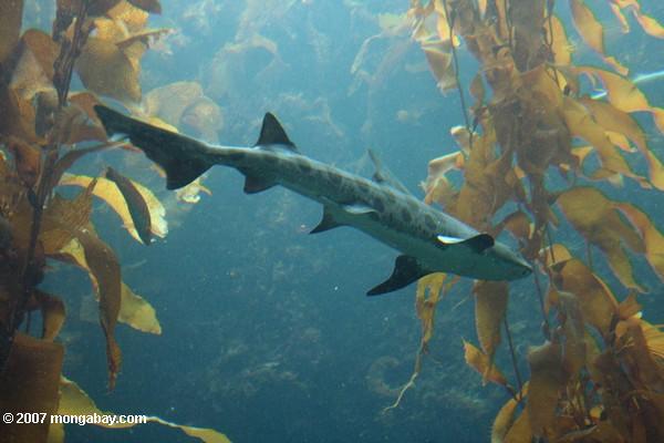 Requin de léopard (semifasciata de Triakis)