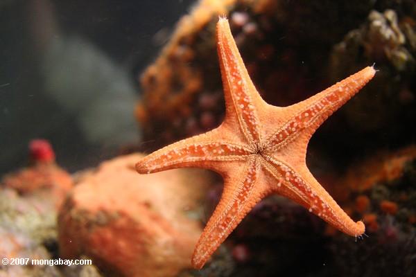 Red starfish at the Monterey Bay Aquarium. Photo by: Rhett A. Butler.