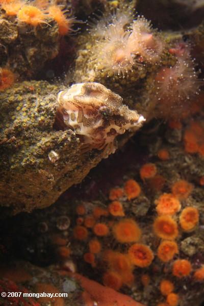 Pescados ocultados entre esponjas y vida del mar