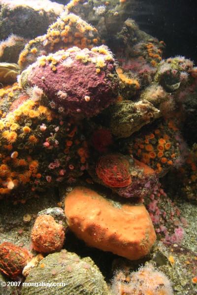 Vida de la piscina de la marea de Coloful, incluyendo el coral anaranjado de la taza (elegans de Balanophyllia) y las esponjas