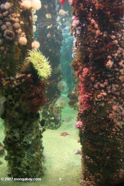 Habitat de récifs et d'empilages à l'aquarium de compartiment de Monterey