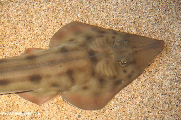 Guitarfish de Shovelnose (Rhinobatos productus)