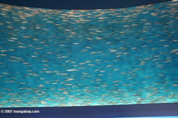 Тихий океан сардин (sardinops sagax)