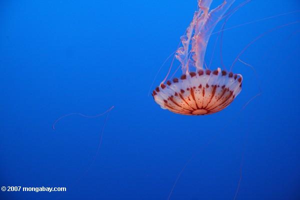 chrysaira colorata медузы