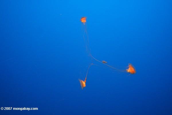 Menage et trois de las medusas de la melena de Lionâ€™s (capillata de Cyanea)