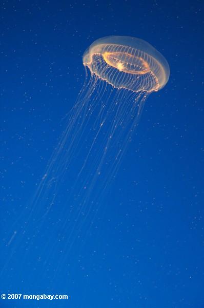 хрустальные медузы (aequorea Виктория)