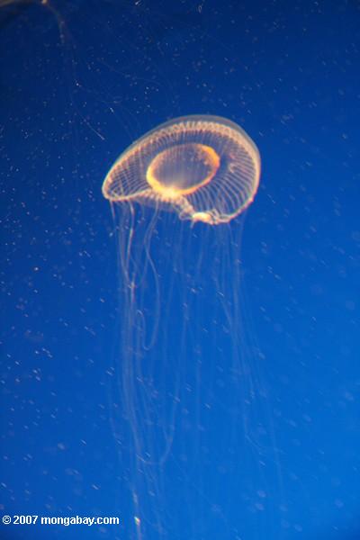 хрустальные медузы (aequorea Виктория)