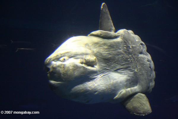 El sunfish del océano (mola del Mola) puede pesar hasta 5.000 libras (2.268 kilogramos)