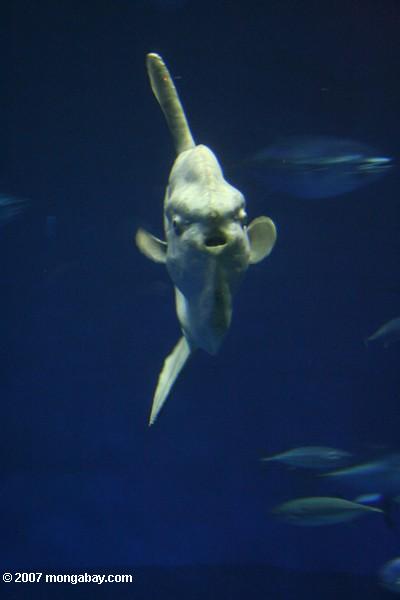 Sunfish pacífico (mola del Mola)