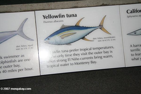 Тихий океан sunfish