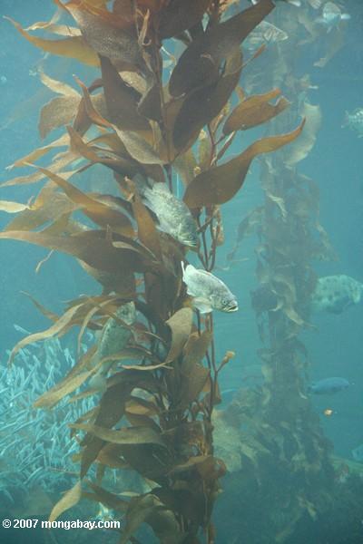 Kelpbaß (Paralabrax clathratus) in einem Kelpwald