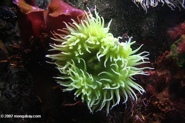 Green sea anemone at the Monterey Bay Aquarium. Photo by: Rhett A. Butler.