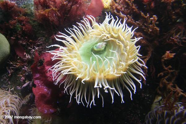 White, yellow, and green anemone