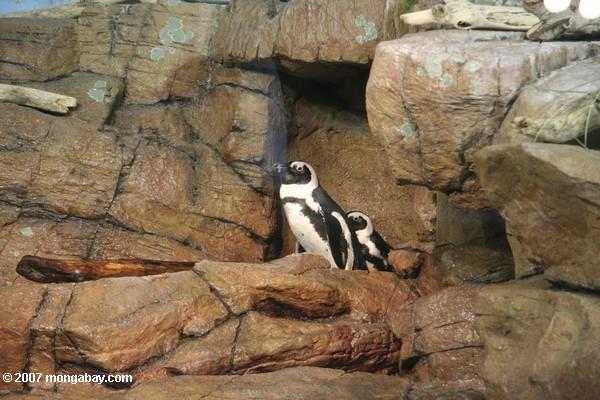 blackfooted пингвинов (spheniscus demersus)