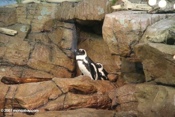 Pingouins africains - demersus de Spheniscus