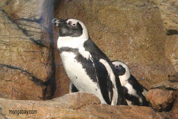 Pingüinos del Jackass - demersus de Spheniscus