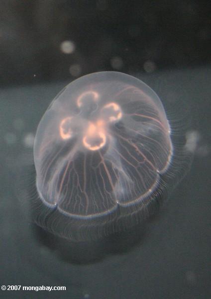 Moon jellyfish (Aurelia labiata) at the Monterey Bay Aquarium. Photo by: Rhett A. Butler.