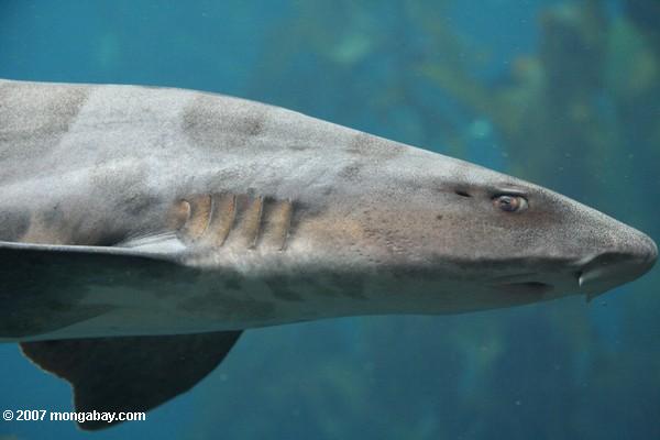 Requin de léopard