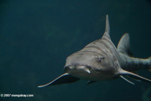 Requin de léopard