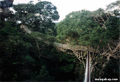 ACCER Hängebrücke im Baumkronendach, Peru 1995