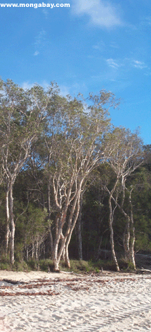 Fraser Strand Trees Australia