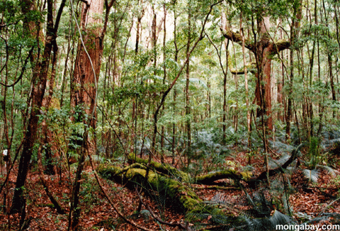 Fraser Forest Australia
