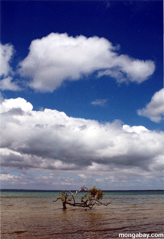 Mangrovia Sola Dell'Isola Di Fraser, Australia
